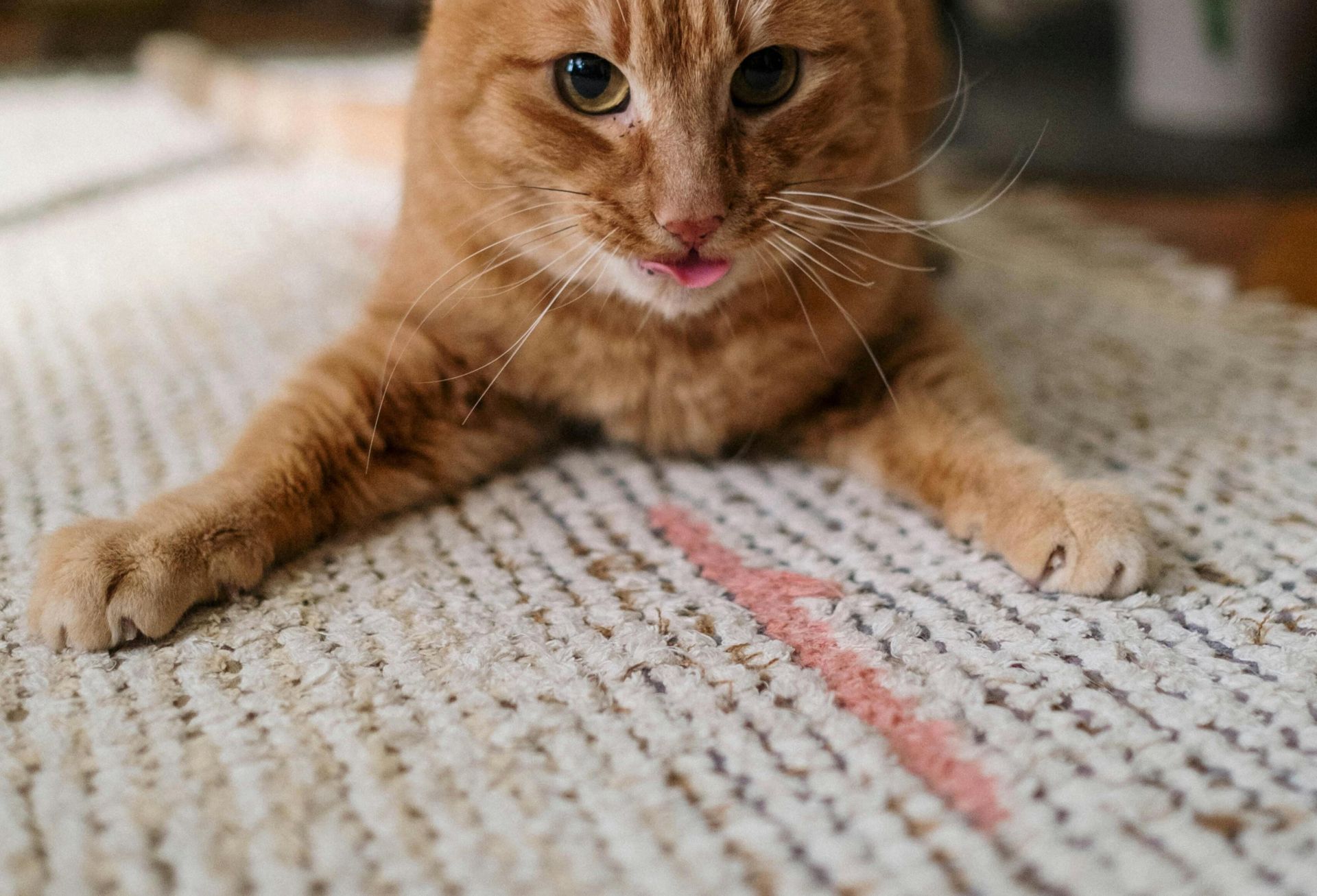 Adorable ginger cat lounging on a textured carpet surrounded by indoor plants.