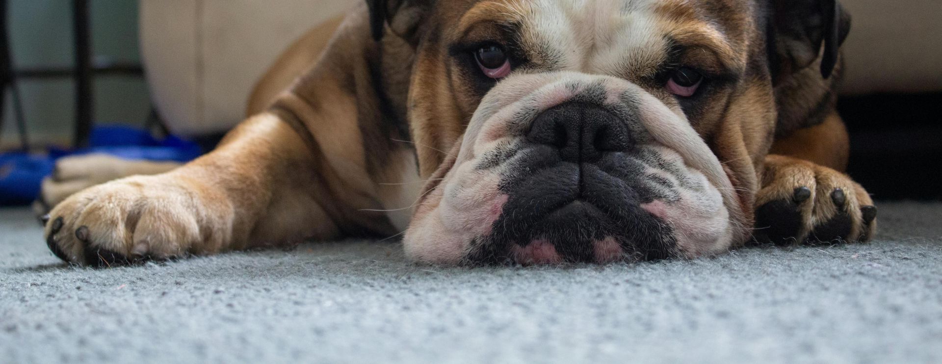 Cute English bulldog lying lazily on the carpet in a cozy home setting.